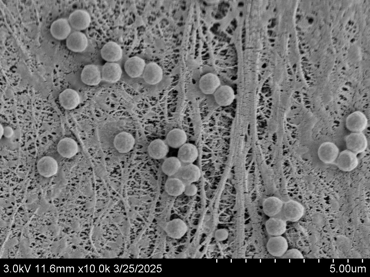 YK-201A SEM.jpg