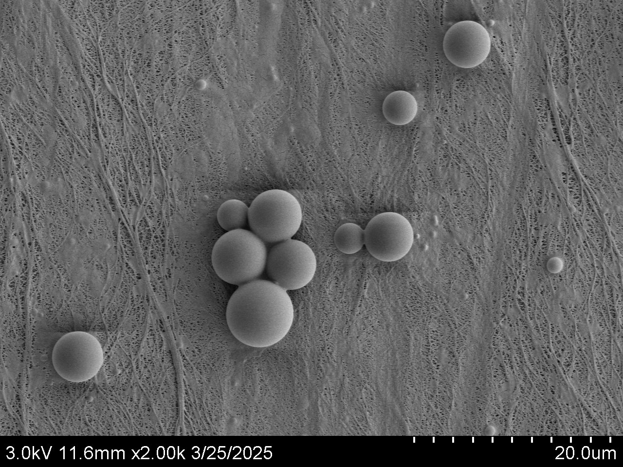 YK-220 SEM.jpg